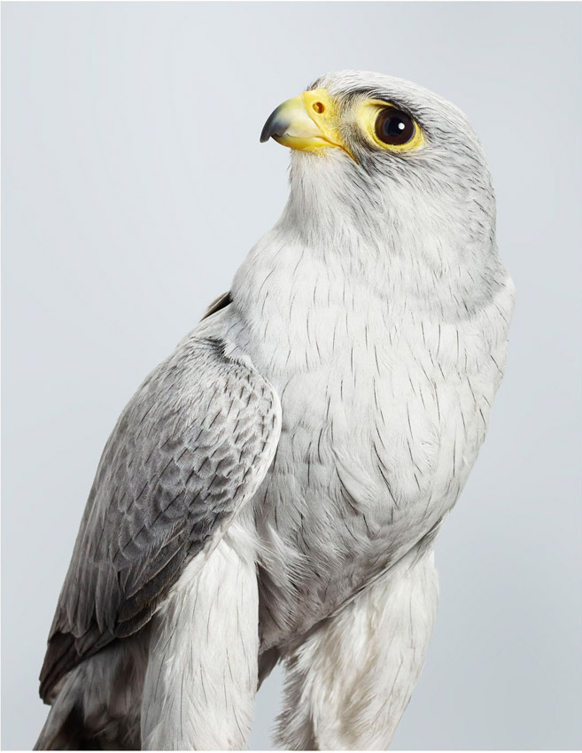 'Ash' Grey Falcon Jeffreys