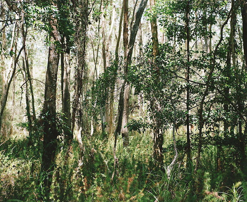 Bush Landscape #3 Byrne