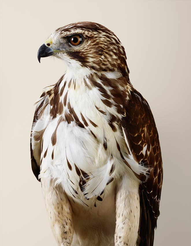Drifter No 1, Broad-wing Hawk by Leila Jeffreys 