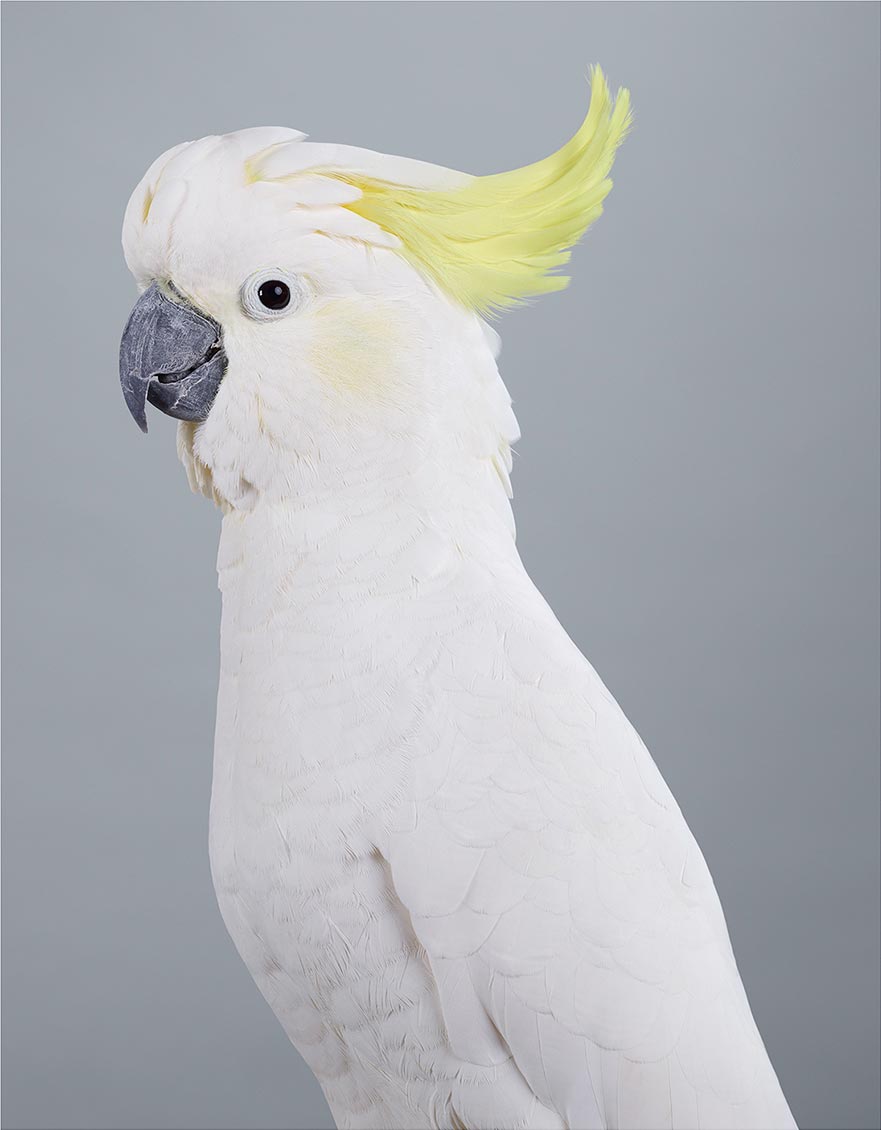 Scratch, Sulphur-crested cockatoo by Leila Jeffreys 