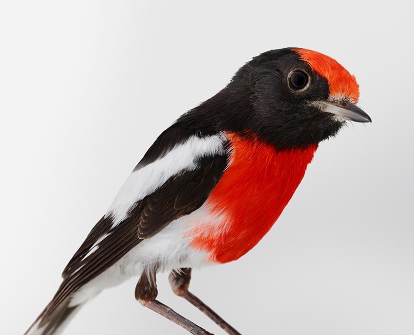 Redmond, Red-capped Robin by Leila Jeffreys 