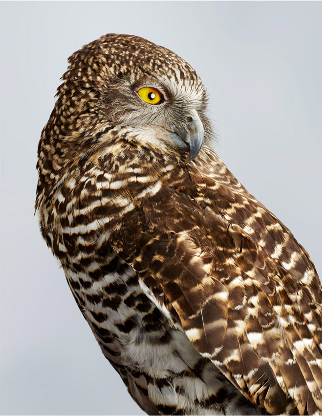 Harriet, Powerful Owl Jeffreys
