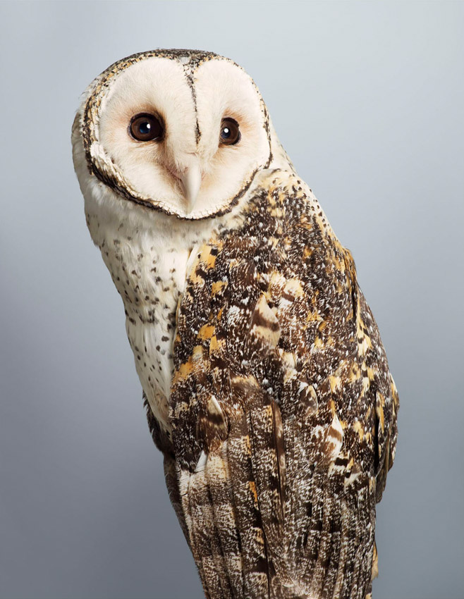 Tani No.1 Masked Owl by Leila Jeffreys 
