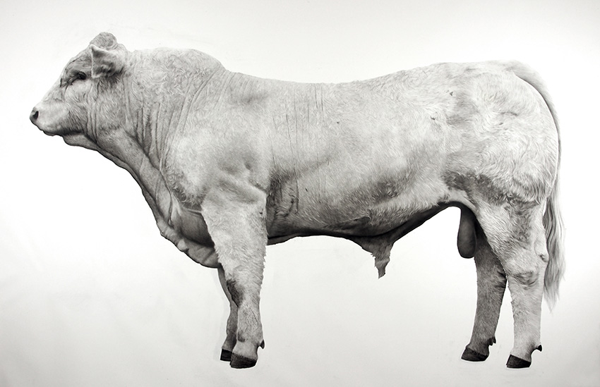 Bull by Jonathan Delafield Cook 