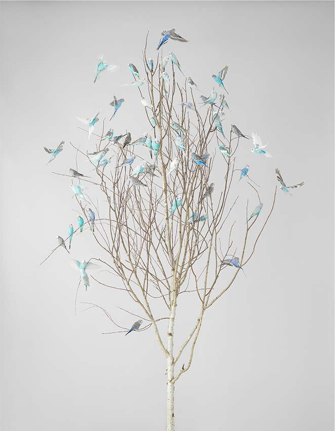 Blue Blossoms 2 by Leila Jeffreys 