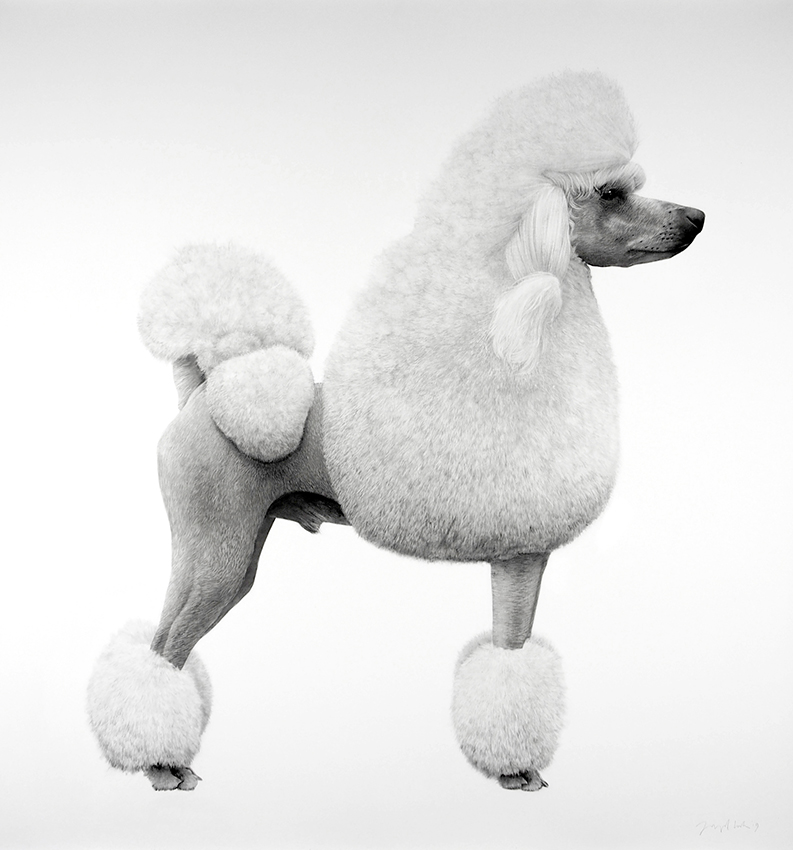 Poodle II by Jonathan Delafield Cook 