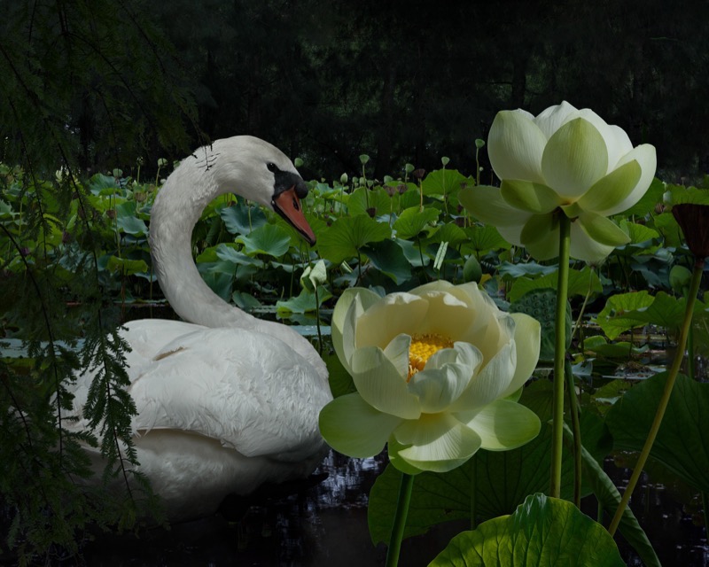 Birdscape #5 (Mute Swan) by Gary Heery 
