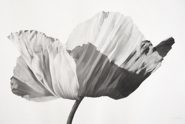 Poppy II by Jonathan Delafield Cook 