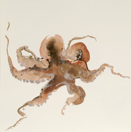 Octopus Sciberras