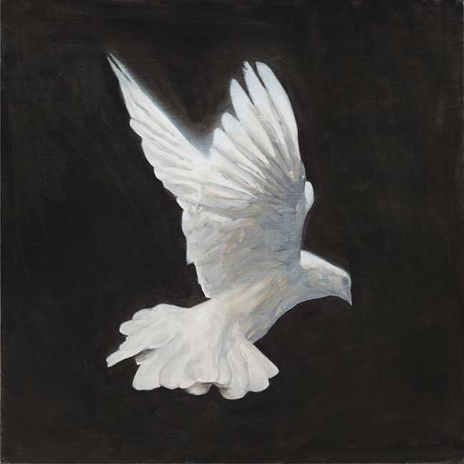 Dove II by Angus McDonald at Olsen Gallery