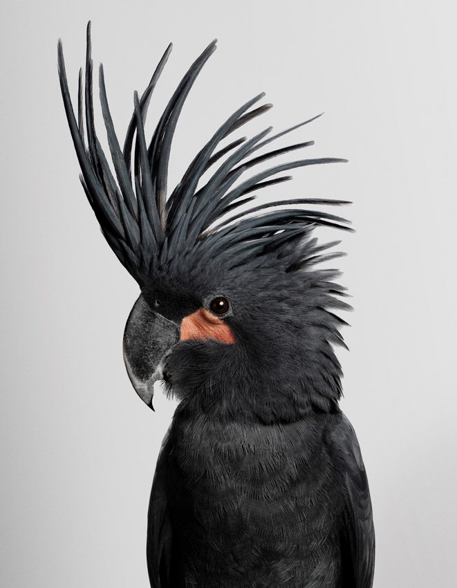 Akalla Glossy Black Cockatoo by Leila Jeffreys at Olsen Gallery