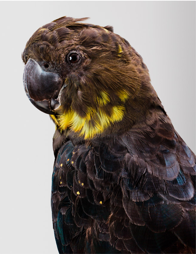 Kirra Carnaby's Black Cockatoo by Leila Jeffreys at Olsen Gallery