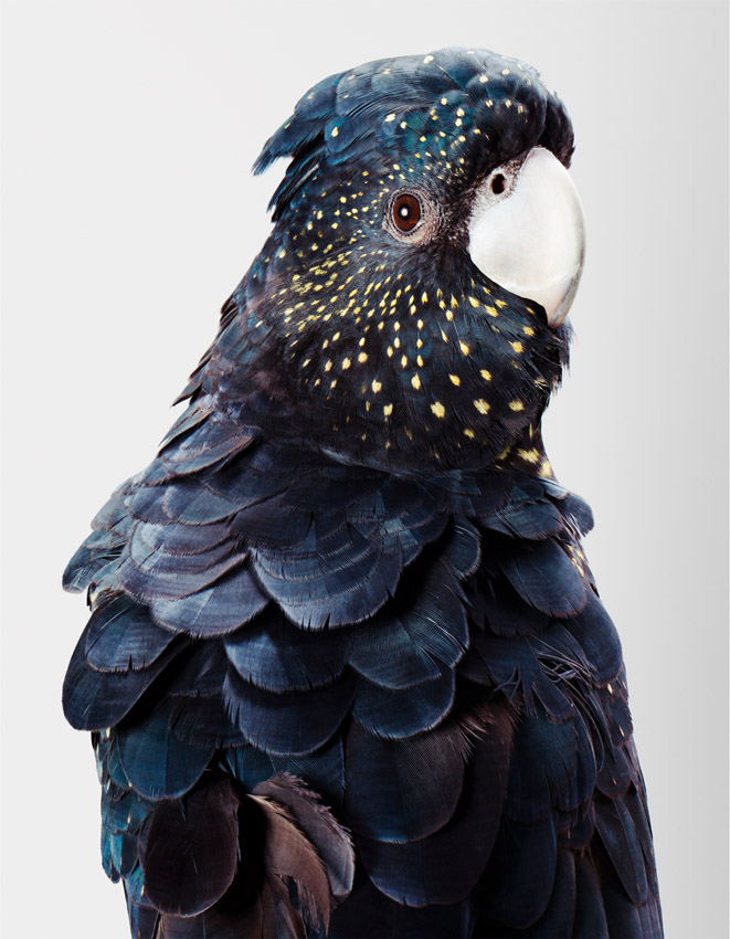 'Rosie' Red-Tailed Black Cockatoo Jeffreys