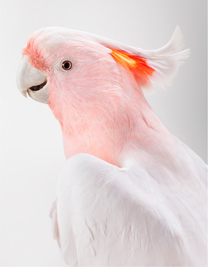 'Slim' Sulphur-Crested Cockatoo by Leila Jeffreys at Olsen Gallery