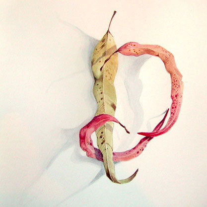 Gum Leaves III by James Gordon at Olsen Gallery