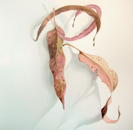 Gum Leaves XVII by James Gordon at Olsen Gallery