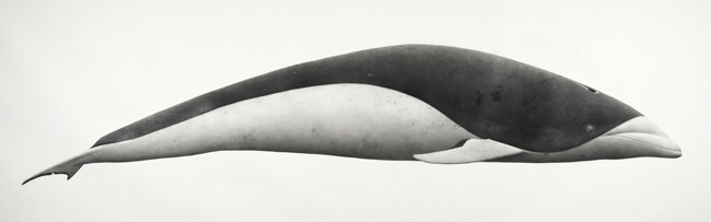 Southern Right Whale Dolphin Cook