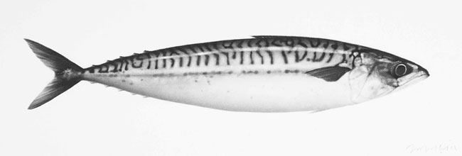 Mackerel VIII by Jonathan Delafield Cook at Olsen Gallery