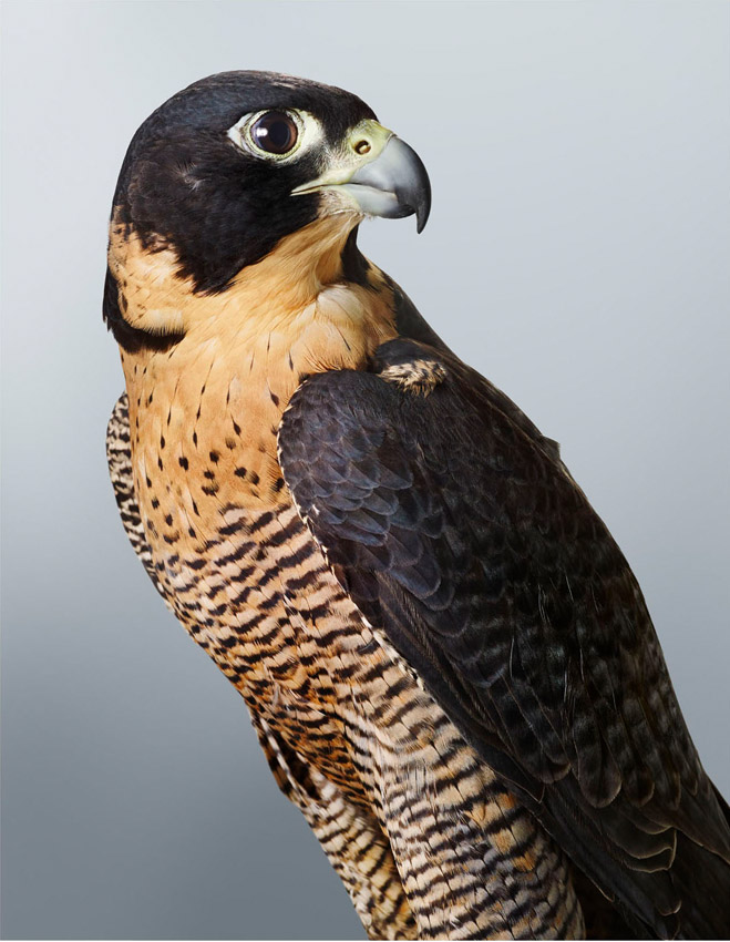 Cleo Peregrine Falcon Jeffreys