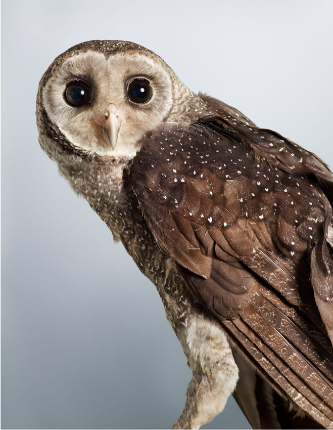 Ivy Barn Owl by Leila Jeffreys at Olsen Gallery