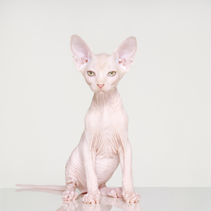 Whiskers by Petrina Hicks at Olsen Gallery