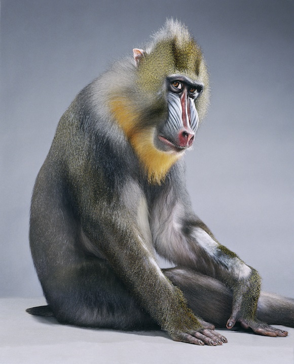 Monkey Suit Greenberg