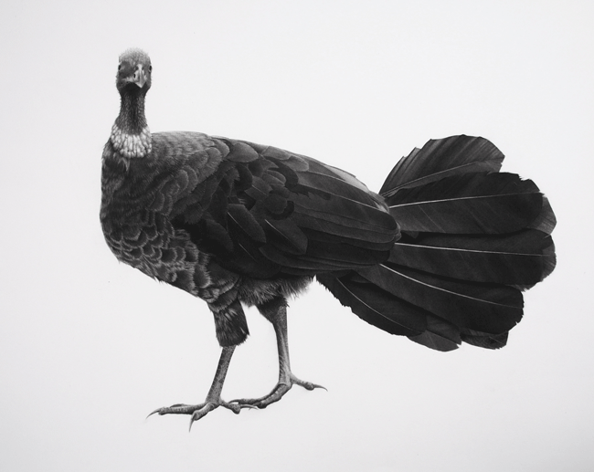 Bush turkey II by Jonathan Delafield Cook