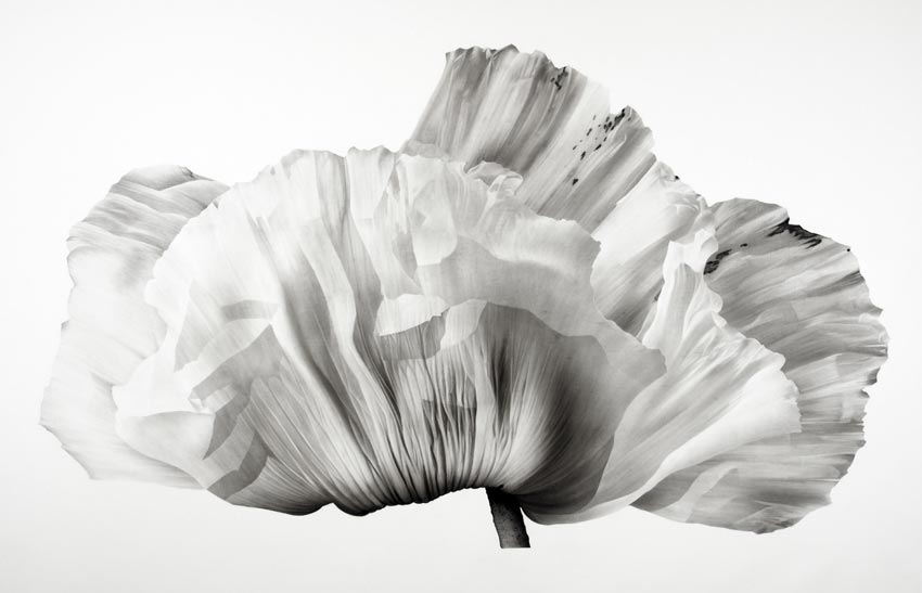 Bloom I (Papaver Orientalis) by Jonathan Delafield Cook