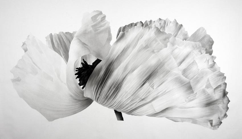 Bloom III (Papaver Orientalis) by Jonathan Delafield Cook