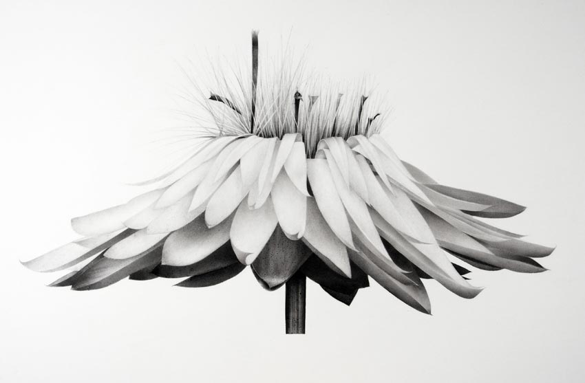Bloom IV (Rodanthe Chlorocephala) by Jonathan Delafield Cook
