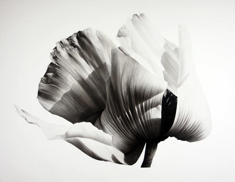 Bloom IV (Rodanthe Chlorocephala) by Jonathan Delafield Cook at Olsen Gallery