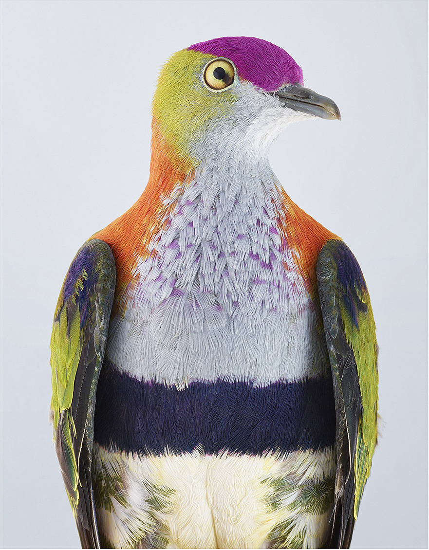 Superb fruit-dove by Leila Jeffreys
