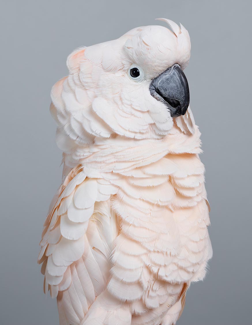 Cyril, Moluccan Cockatoo by Leila Jeffreys