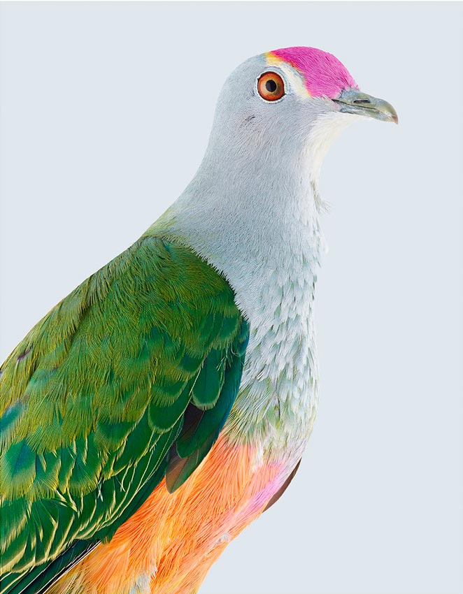 Rose-crowned fruit dove by Leila Jeffreys