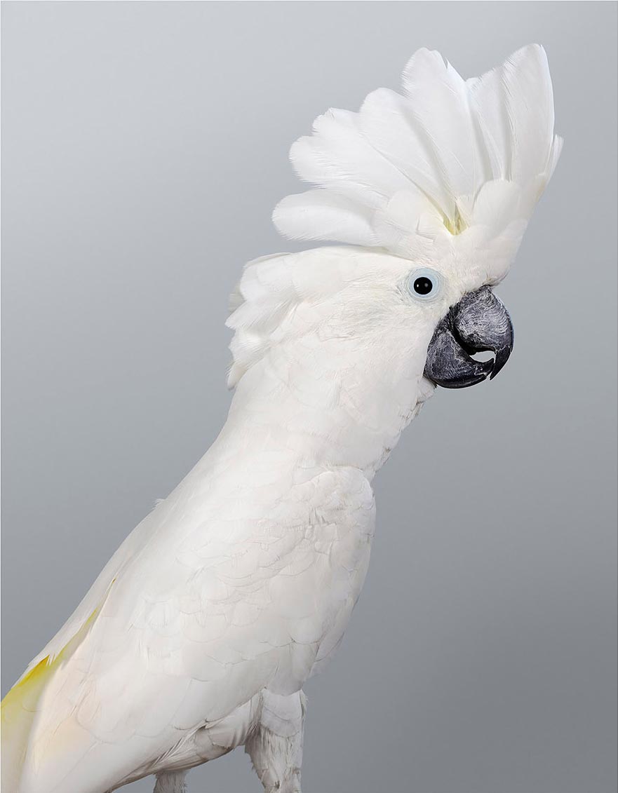 Yogi, Umbrella cockatoo by Leila Jeffreys