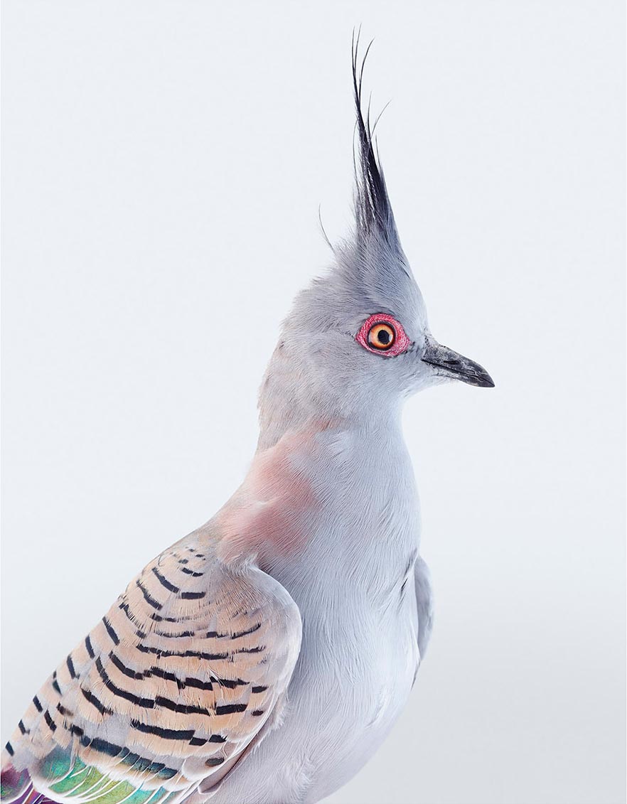 Crested Pigeon by Leila Jeffreys
