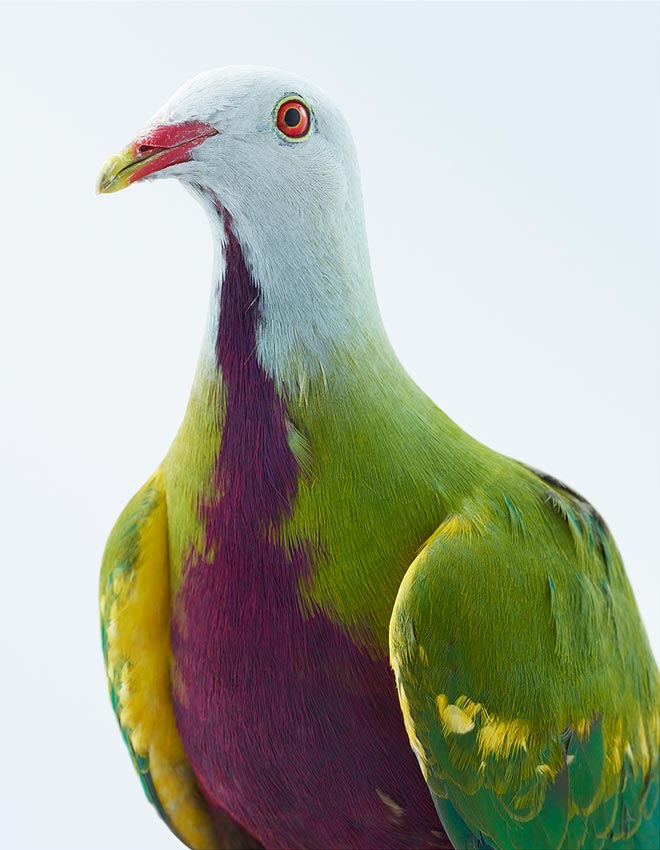 Wompoo Pigeon by Leila Jeffreys