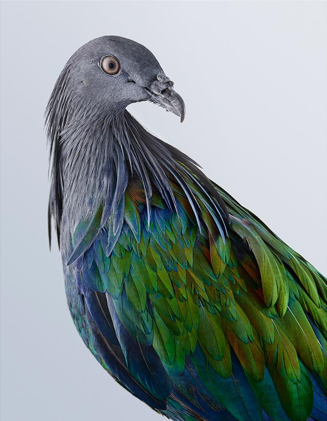 Nicobar Pigeon by Leila Jeffreys