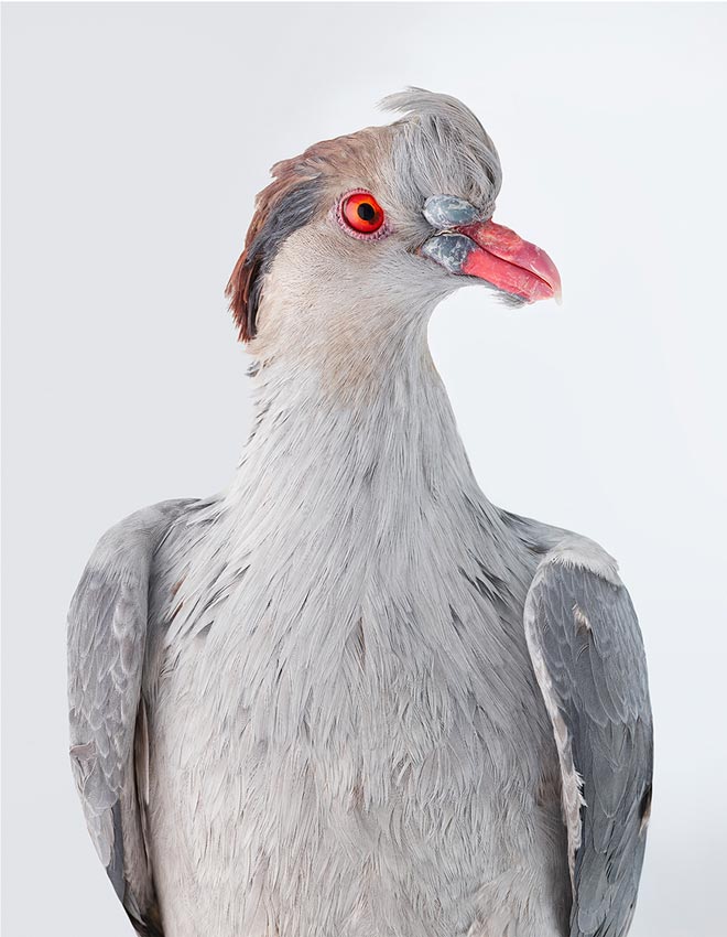 Topknot Pigeon by Leila Jeffreys