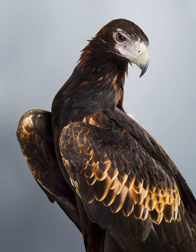 Soren, Wedge-tailed Eagle by Leila Jeffreys 