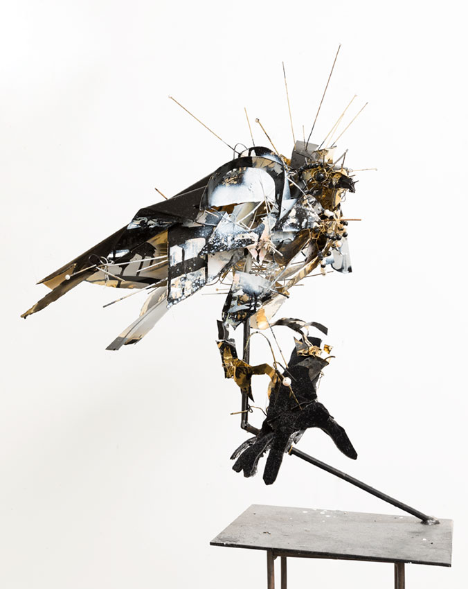 Falcon by Anna-Wili Highfield