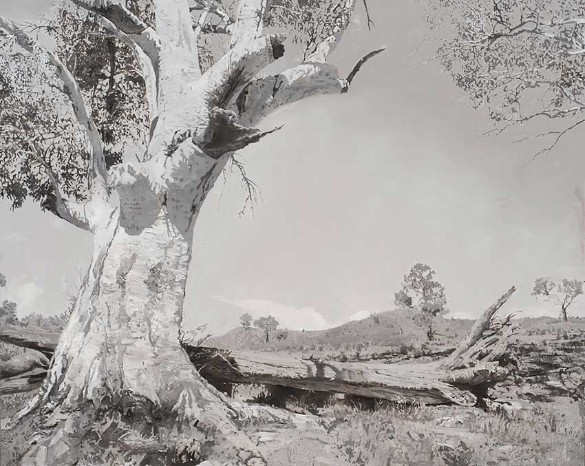 Eucalyptus Camaldulensis 1 by Chris Langlois at Olsen Gallery