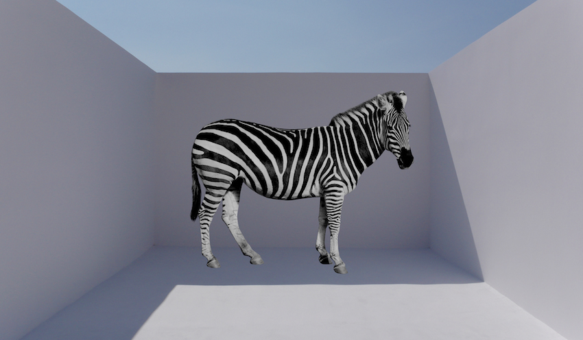 Rene's Zebra by Nicholas Samartis