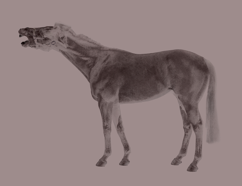 Horse on Flesh by Nicholas Samartis