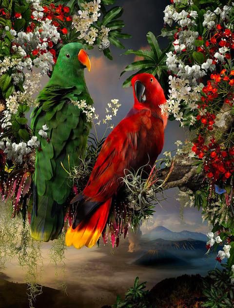 Florilegium Number 3 Eclectus Parrots, 2016 by Joseph McGlennon