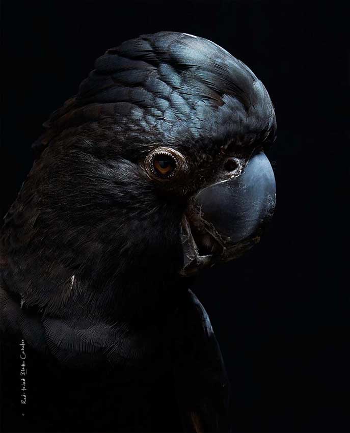 Black Cockatoo Heery