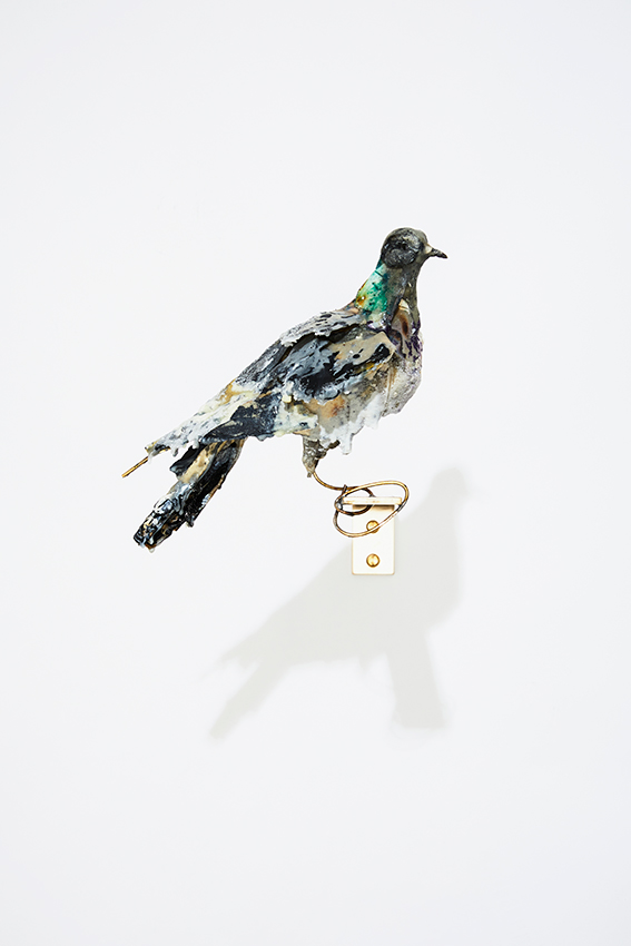 Pigeon by Anna-Wili Highfield 