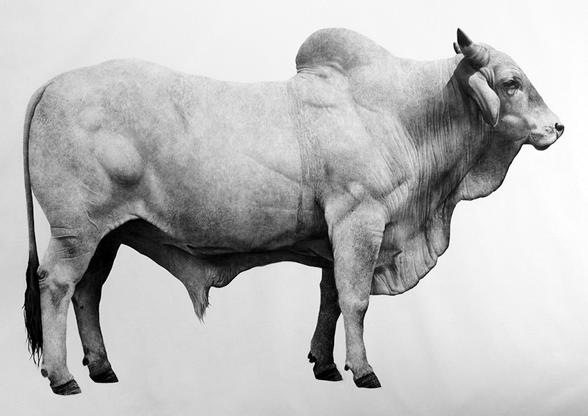 Brahman Bull by Jonathan Delafield Cook 