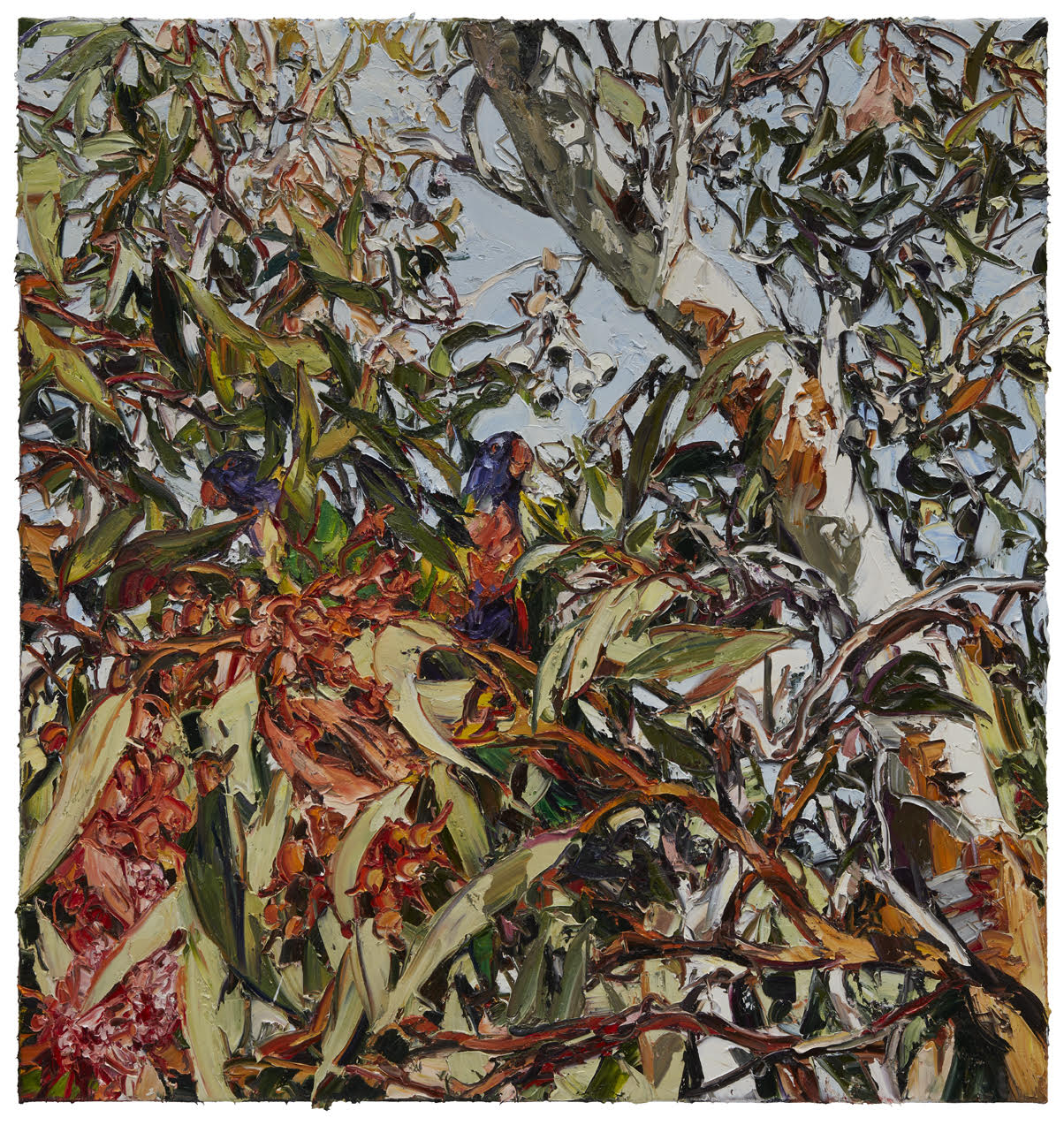 Two Rosellas and Grevilea. by Nicholas Harding at Olsen Gallery