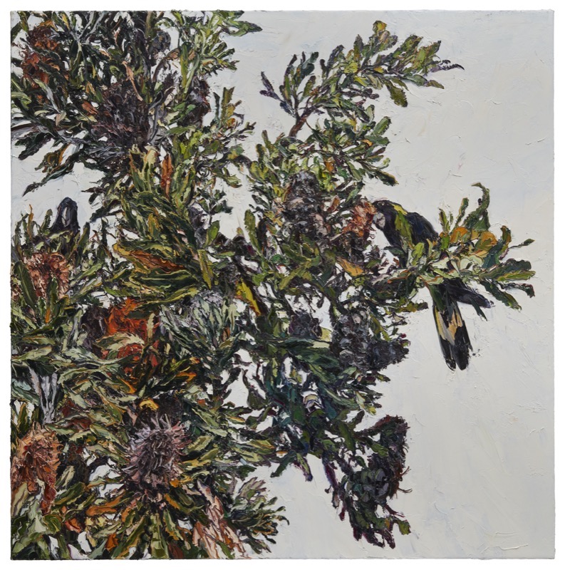 Black Cockatoo Banksia  by Nicholas Harding at Olsen Gallery